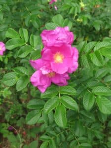 Róża pomarszczona – Róża japońska