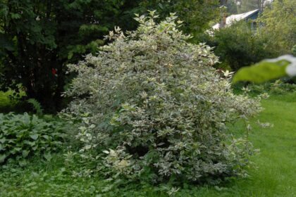 Dereń biały 'Variegaya'