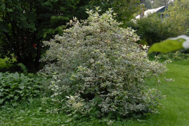 Dereń biały 'Variegaya'