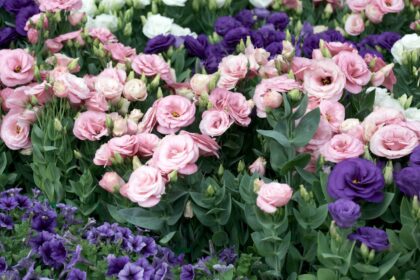 Eustoma wielkokwiatowa