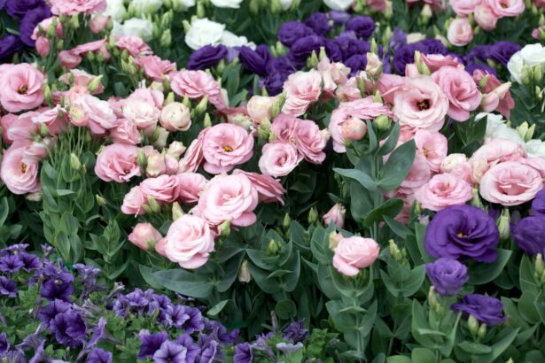 Eustoma wielkokwiatowa
