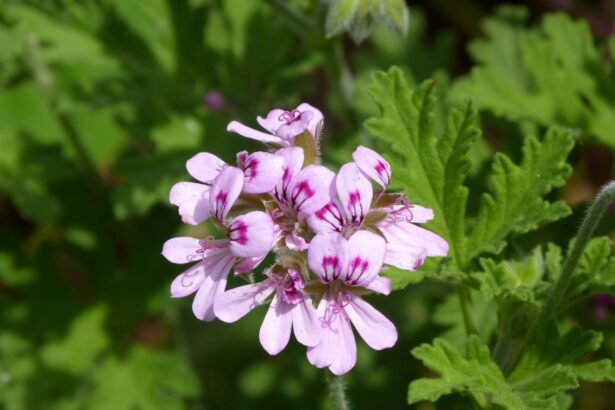 Pelargonia pachnąca