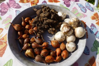Sadzenie roślin cebulowych