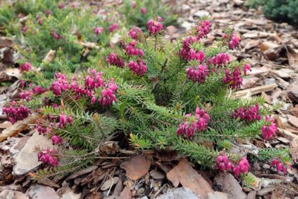 Wrzosiec krwisty 'Whisky'