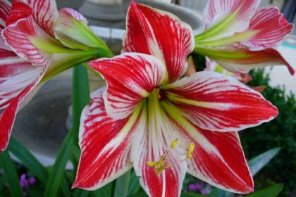 Zwartnica – Hippeastrum