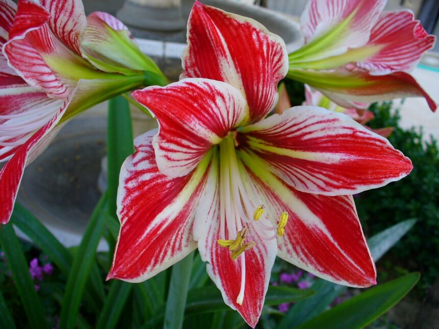Zwartnica – Hippeastrum