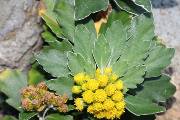 Ajania spokojna