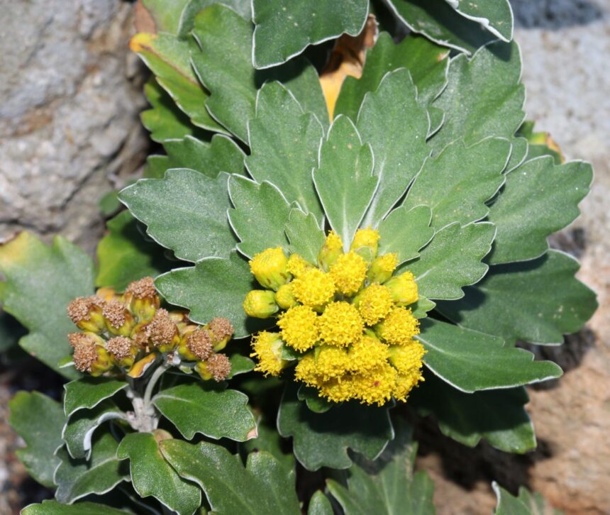 Ajania spokojna