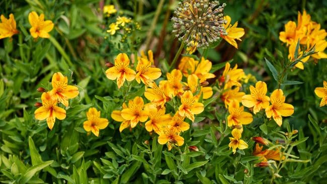 Alstroemeria – Alstomeria – Alstromeria – Astremeria – Krasnolica – Lilia Inków