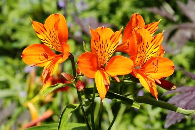 Alstroemeria – Alstomeria – Alstromeria – Astremeria – Krasnolica – Lilia Inków