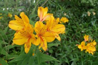 Alstroemeria – Alstomeria – Alstromeria – Astremeria – Krasnolica – Lilia Inków , autor Krzysztof Ziarnek, CC BY-SA 4.0, commons.wikimedia.org