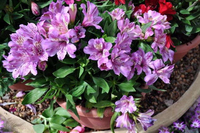 Alstroemeria – Alstomeria – Alstromeria – Astremeria – Krasnolica – Lilia Inków