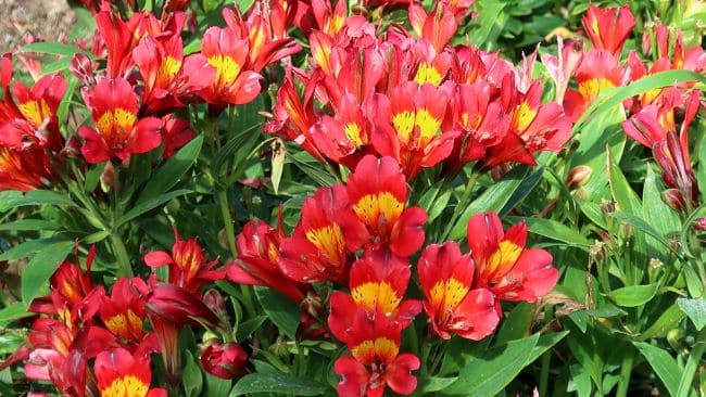 Alstroemeria – Alstomeria – Alstromeria – Astremeria – Krasnolica – Lilia Inków