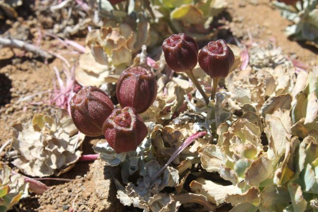 Alstromeria – owoc z nasionami