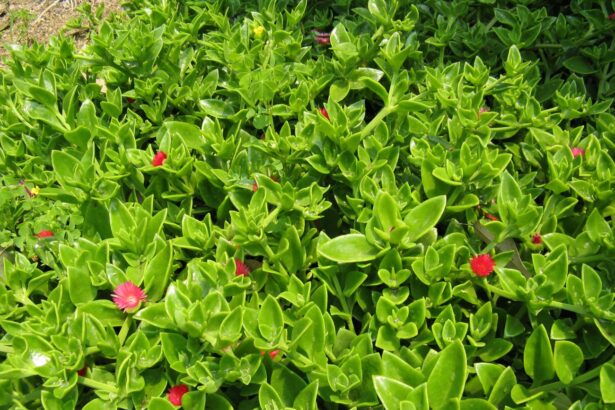 Aptenia sercolistna
