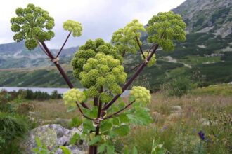 Arcydzięgiel litwor
