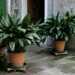 Aspidistra wyniosła