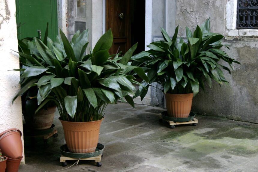 Aspidistra wyniosła