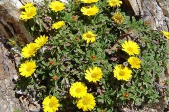 Asteriscus nadmorski – uprawa i pielęgnacja Asteriscus nadmorski