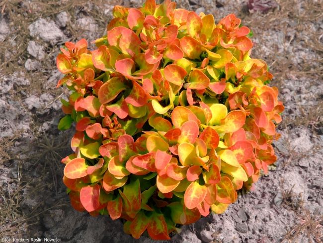 Berberys Thunberga 'Anna'