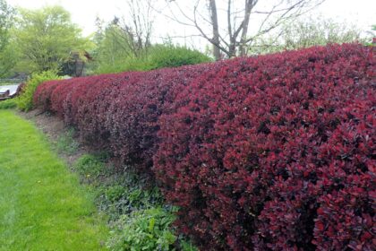 Berberys Thunberga 'Atropurpurea'