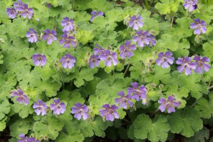 Bodziszek 'Philippe_Vapelle'