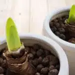 Cebulowe rośliny doniczkowe – amarylis