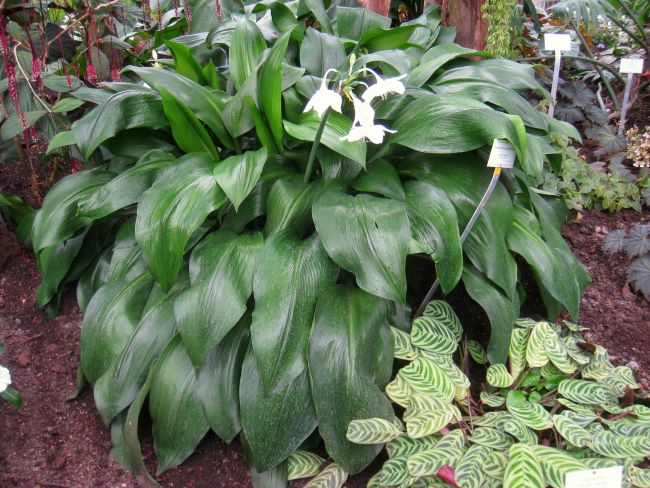 Cebulowe rośliny doniczkowe – lilia amazońska