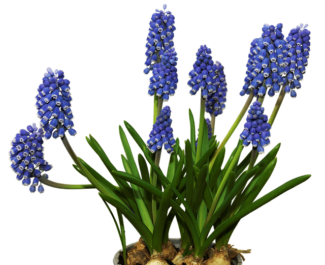 Cebulowe rośliny doniczkowe – szafirki