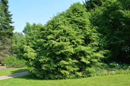 Choina kanadyjska