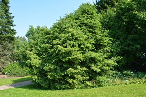 Choina kanadyjska
