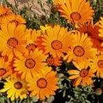 Dimorfoteka zatokowa