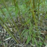 Fylostachys – bambus