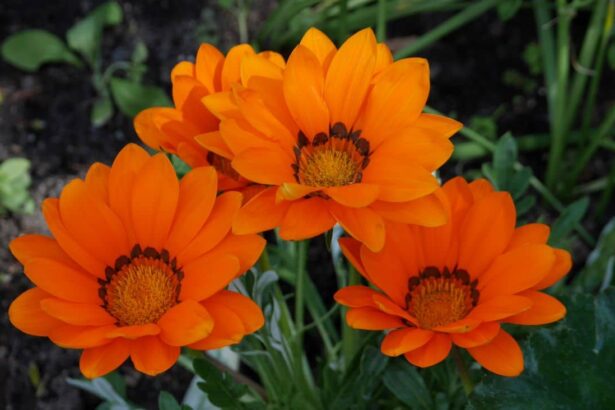 Gazania