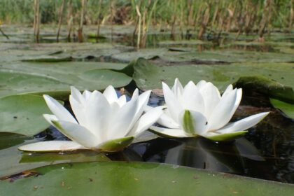 Grzybień vel Lilia wodna