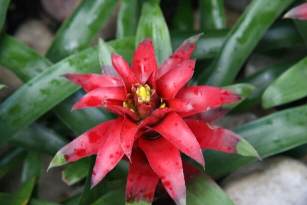 Guzmania