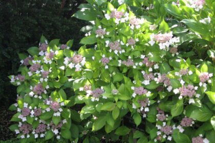 Hortensja piłkowana 'Blue Bird'