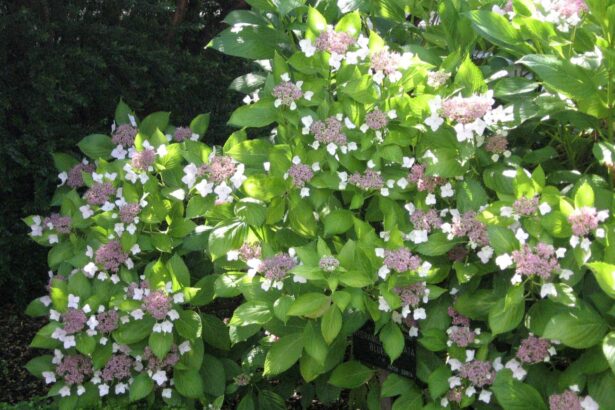 Hortensja piłkowana 'Blue Bird'