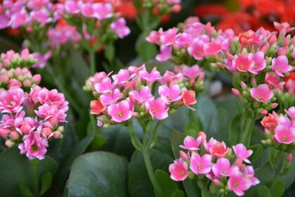 Kalanchoe Blossfelda