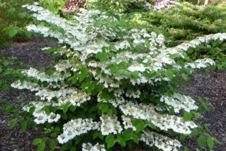 Kalina japońska – uprawa i pielęgnacja Kalina japońska 'Cascade'