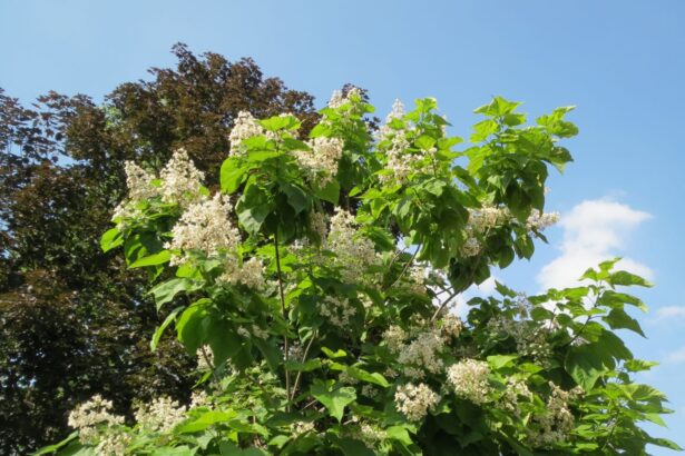 Katalpa bignoniowa