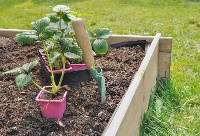 Kiedy sadzić truskawki – Jak sadzić truskawki