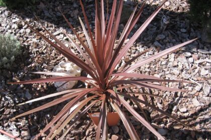Kordylina vel Maczużnia 'Red_Star'