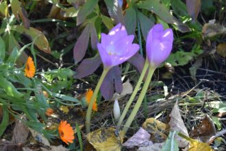 Kwiaty cebulowe do cienia – zimowit