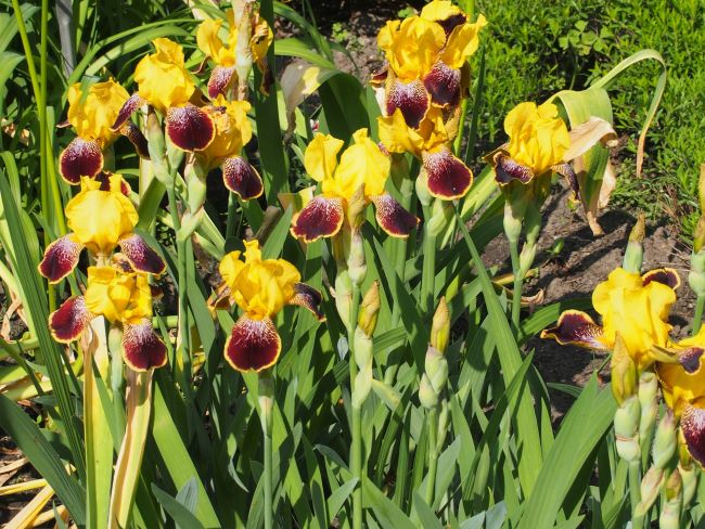 Kwiaty cebulowe do cienia – Iris – Kosaciec 'Kupferhammer'