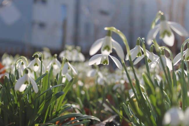 Kwiaty cebulowe do cienia – śnieżyczka przebiśnieg
