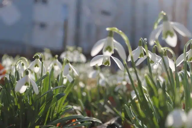 Kwiaty cebulowe do cienia – śnieżyczka przebiśnieg