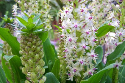 Lilia grzywiasta – Warkocznica – Eukomis