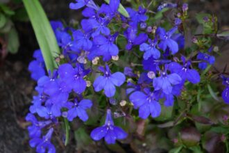 Lobelia przylądkowa