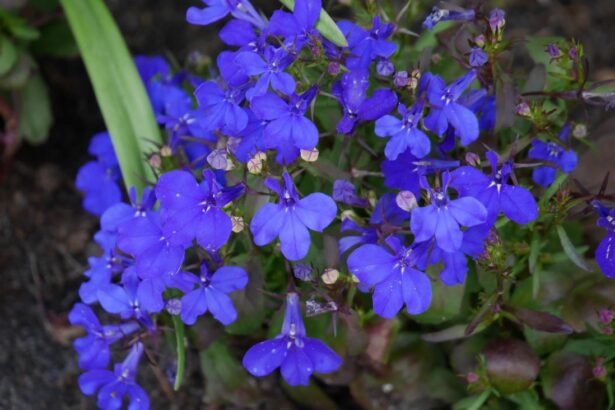 Lobelia przylądkowa